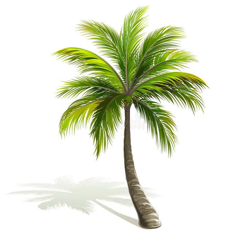Palm Tree stock illustration