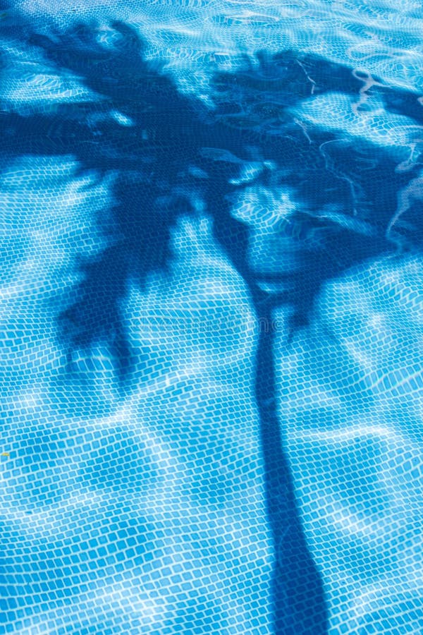 Palm tree shadow in pool