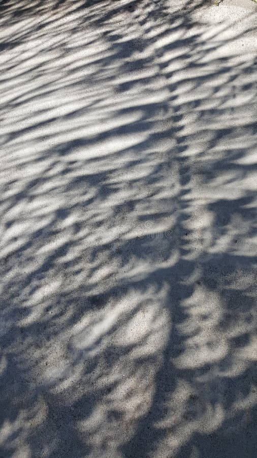 Palm Tree Shadows Created by Solar Eclipse 2017 Stock Image - Image of ...