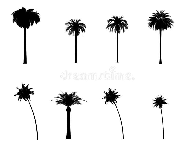 Palm tree silhouette 3d cg royalty free illustration