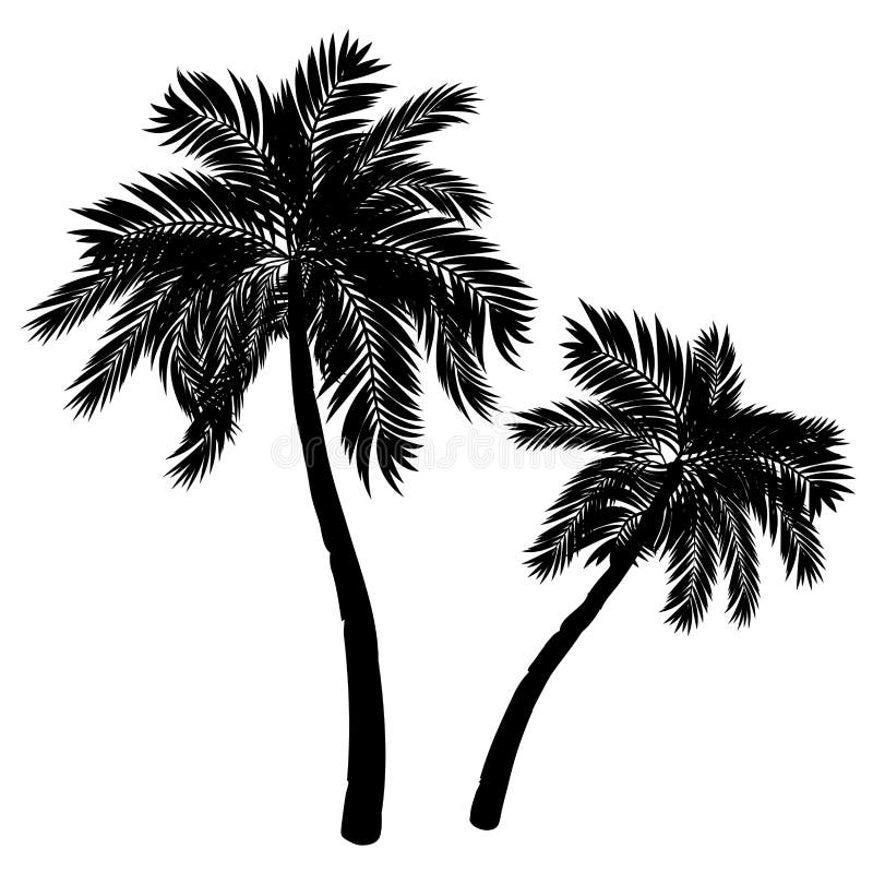 Palm Tree Silhouette