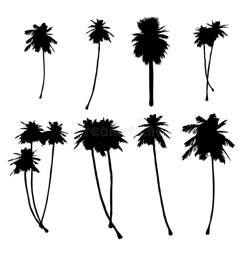 Palm Tree silhouette's vector illustration