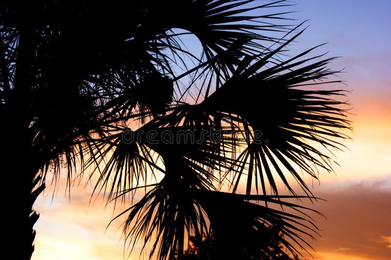 Palm tree silhouette with sunset