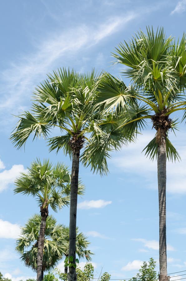 Palm tree and sky