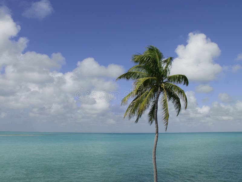 Download Palm Tree, Sky, Ocean stock image. Image of background, turquoise - 28279
