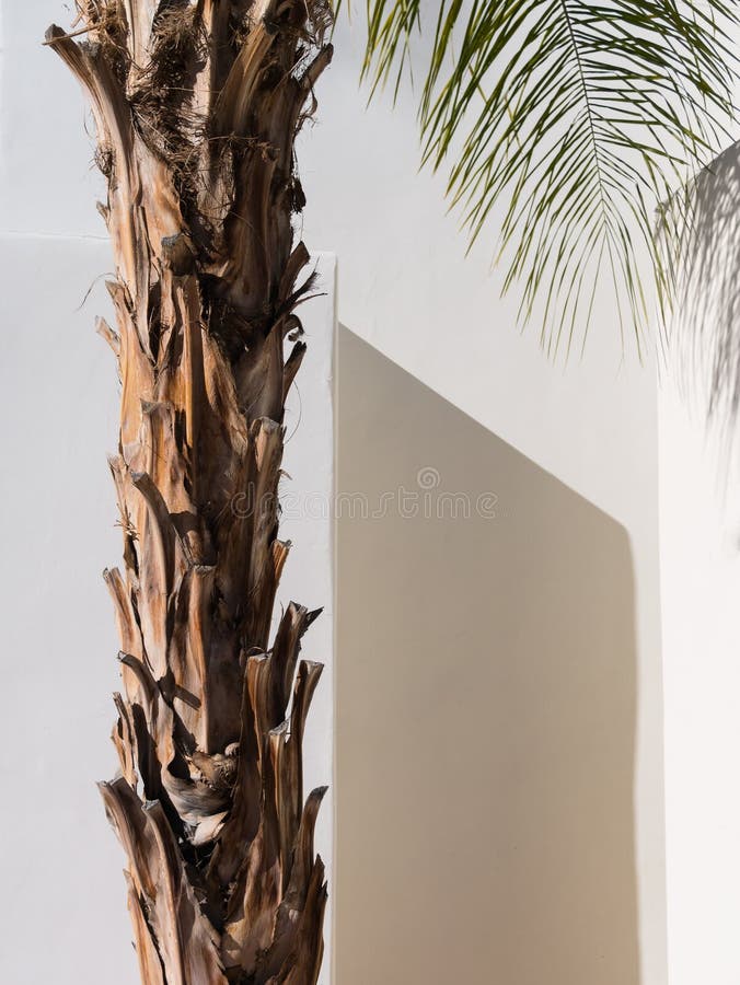 Palm Tree, Southwestern architecture