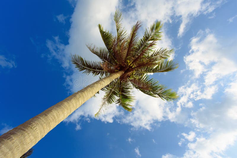 Palm Tree With Sunny Day. Thailand. Koh Samui Island. Stock Image ...