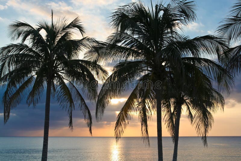 Palm tree sunset