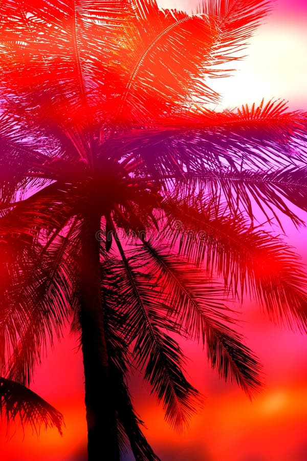 18,614 Sunset Palm Tree Caribbean Stock Photos Free & RoyaltyFree