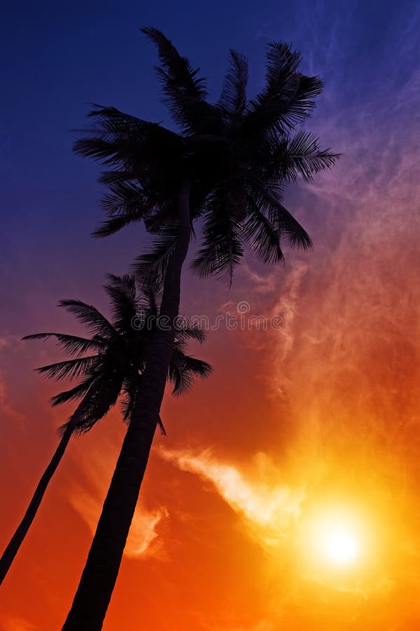 Palm tree sunset on beach