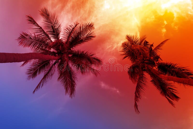 Palm tree sunset on beach