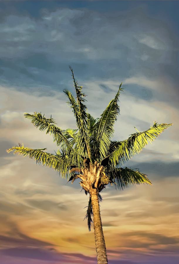 Palm Tree Sunset Sky stock image. Image of leaves, vacation - 170475663