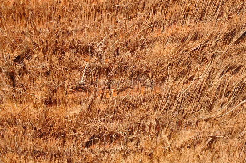 Palm Tree Surface Background Stock Photo Image of textured, surface