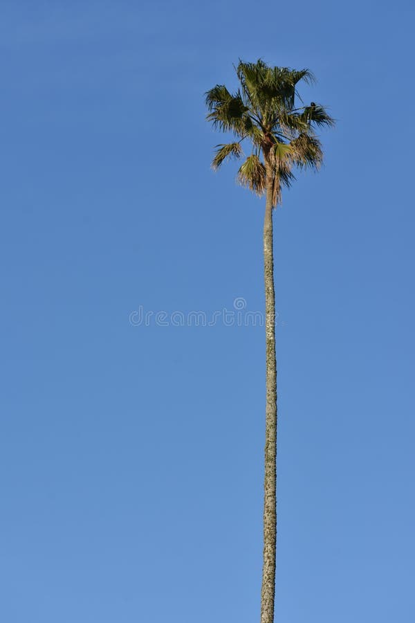 Palm tree with tall trunk