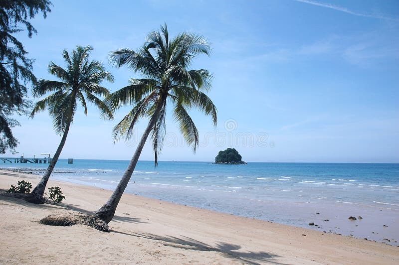 Palm Tree On Tropical Beach stock photos