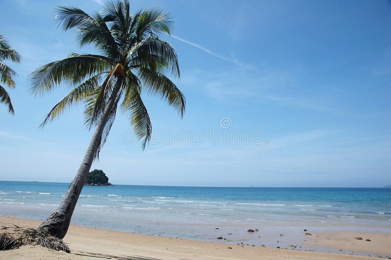 Palm Tree on Tropical Beach stock photography