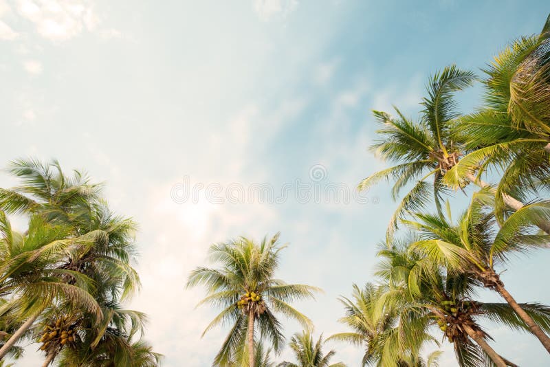 Palm Tree on Tropical Beach with Blue Sky and Sunlight in Summer Stock ...