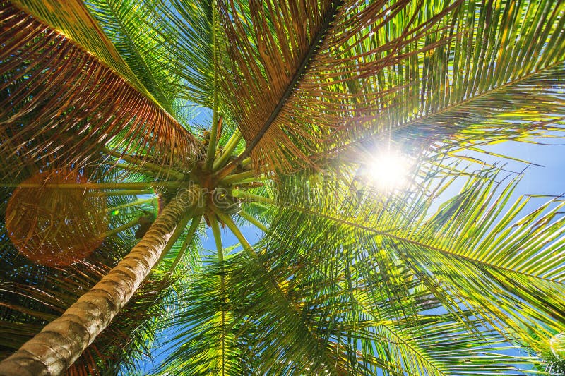 Exotic Palm Tree on a Tropical Island Beach in Dominican Republic Stock ...