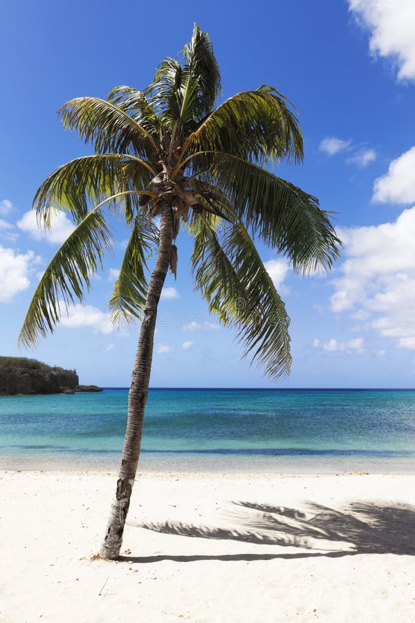 Palm Tree and Jetty at Tropical Beach Stock Image - Image of guadeloupe ...