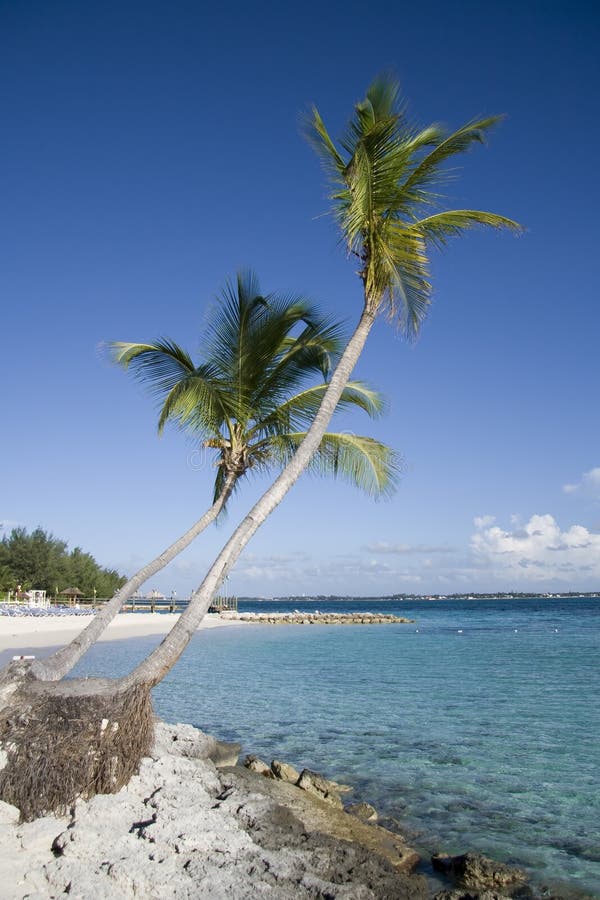 Palm tree tropical island