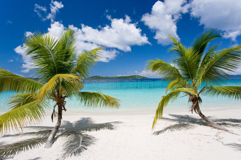 Palm Tree Tropical Island Beach Stock Image - Image of island, getaway ...