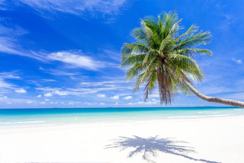 335,169 Palm Tree Water Stock Photos Free & RoyaltyFree Stock Photos