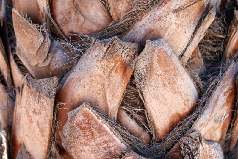 Old beeg palm tree trunk background. close-up