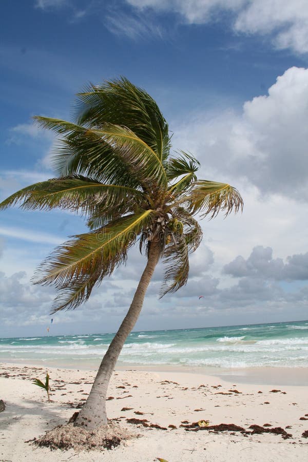 Palm Tree In Tulum Beach Mexico Stock Image Image of sandy, cancun