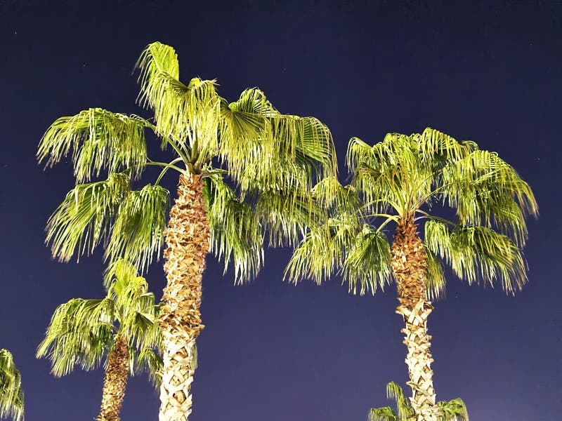 Palm tree under moonlight stock photo. Image of green 275738924