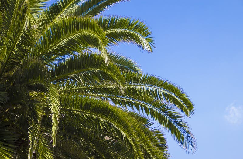 Palm tree up close with nice details and bright green colors. Lovely blue sky background.