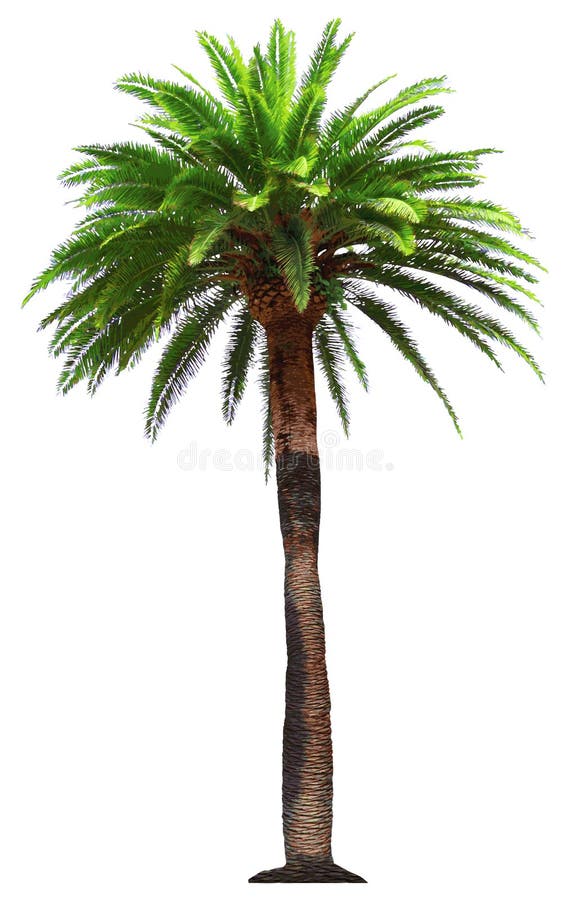 Palm tree - vector illustration royalty free illustration