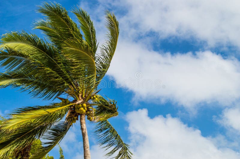 Palm tree in the wind stock image. Image of blue, coconuts - 83518029