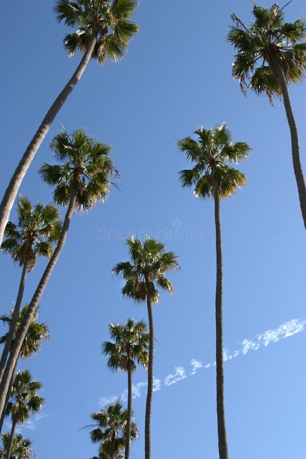 LA Los Angeles Palm Trees in a Row Typical California Stock Image