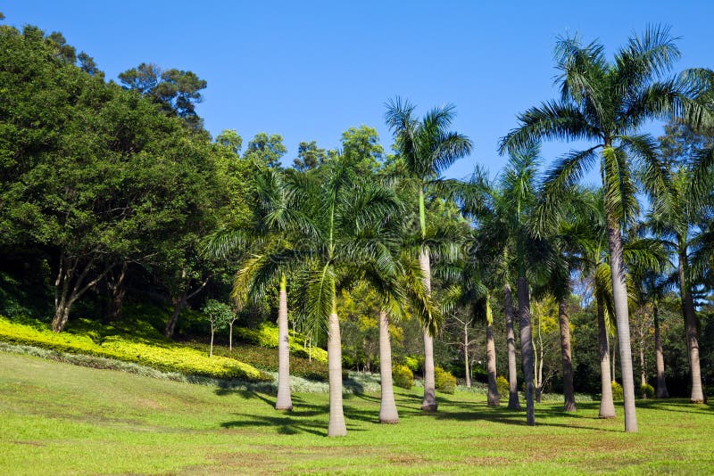 Palm trees stock image. Image of grass, blue, plant, sunlight - 28780067