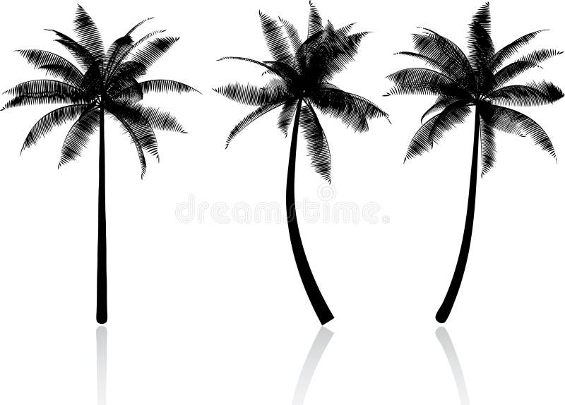 Palm trees