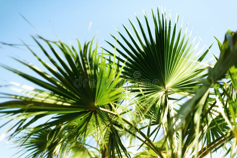 Palm trees against blue sky with sun lights. Tropical background with copysapce. Summer, holiday and travel concept with.