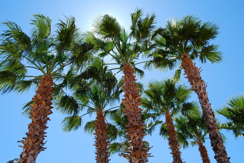 Palm Trees against midday sun
