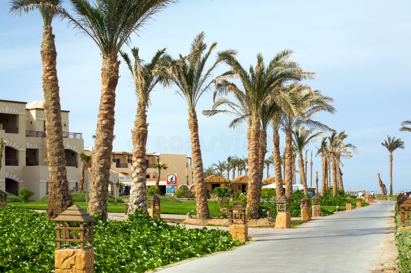 A view of tall palm trees along a narrow paved road or right-of-way leading to an Egyptian beach. A view of tall palm trees along a narrow paved road or right-of-way leading to an Egyptian beach.