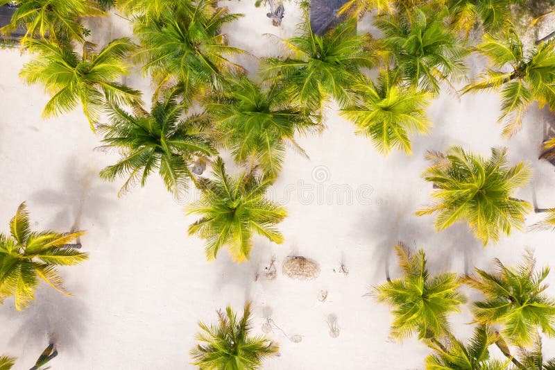 Palm trees as a background from top view. Beach and sand background from top view. Bali island, Indonesia.
