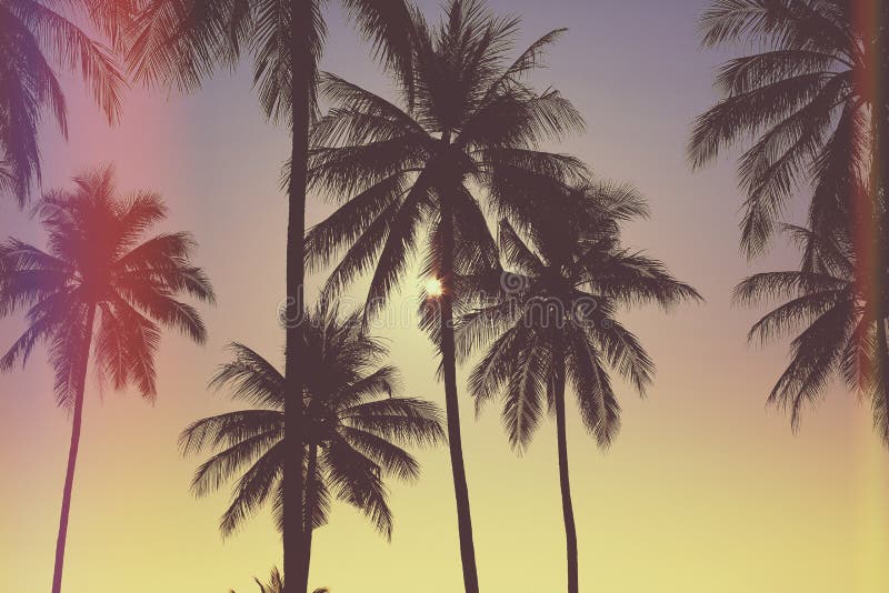 Palm trees