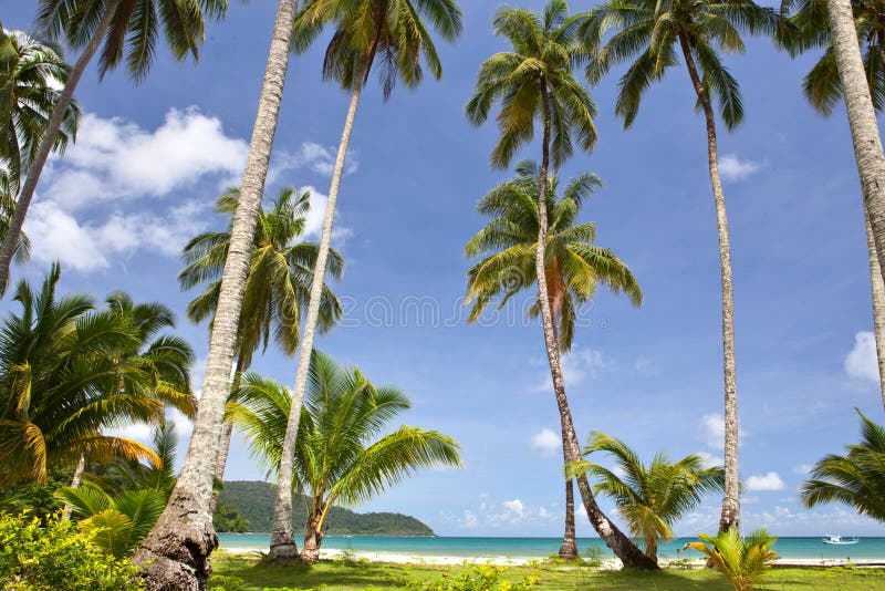 Palm trees on the beach