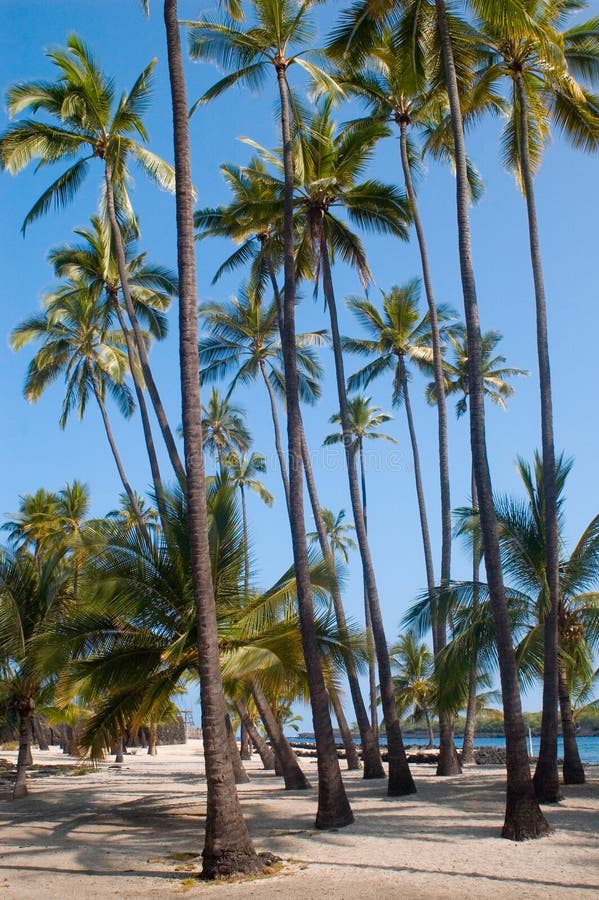 16,727 Hawaii Palm Trees Photos - Free & Royalty-Free Stock Photos 
