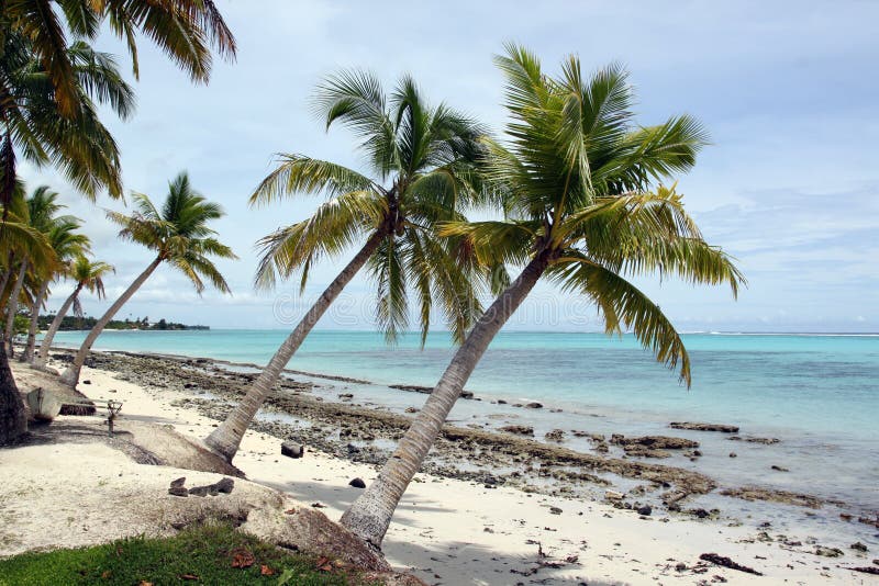 Palm trees and beach