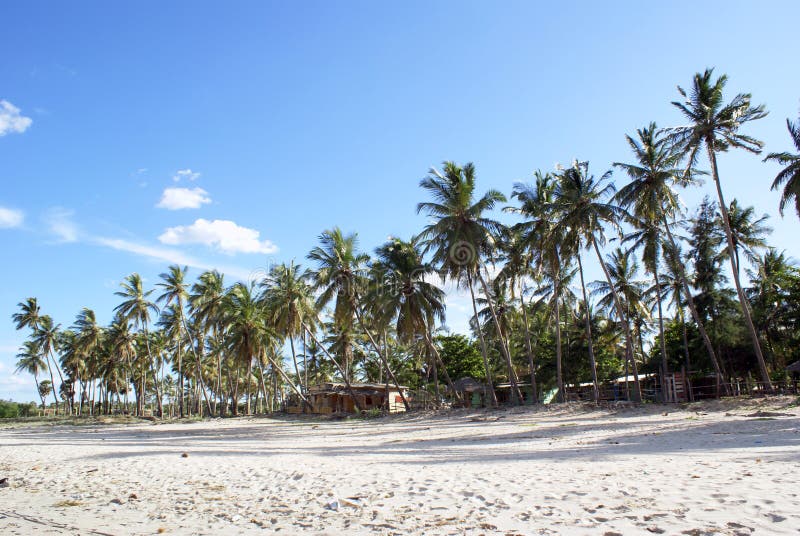 Palm trees on the beach