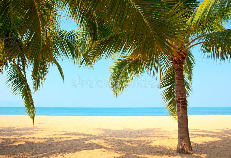 Palm trees on the beach