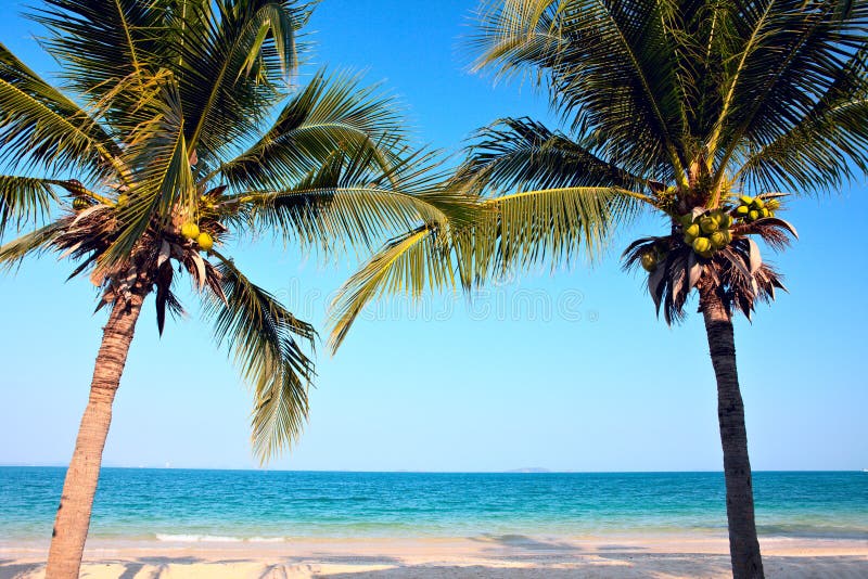 Palm trees on the beach