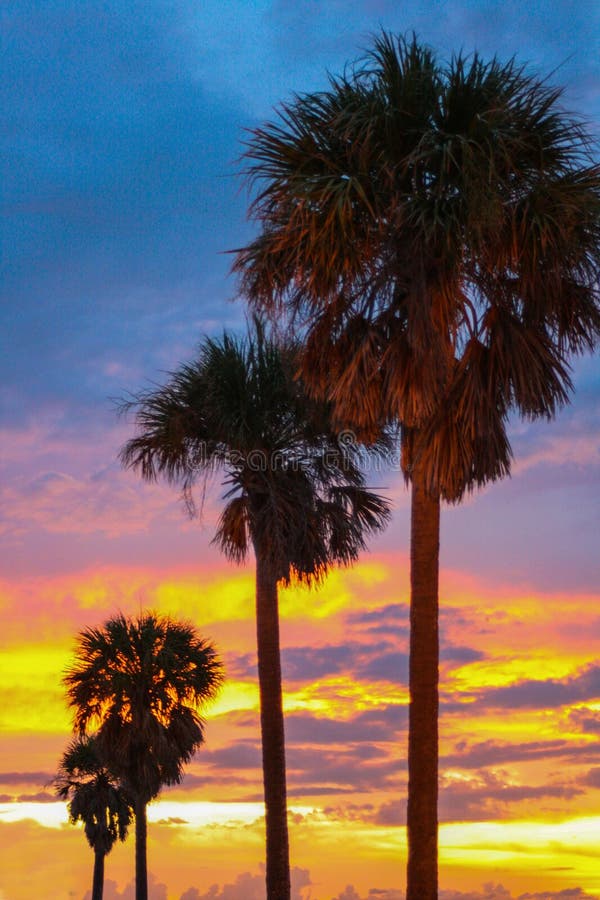 Palm Trees on Beach at Night Stock Photo Image of silhouette, bright