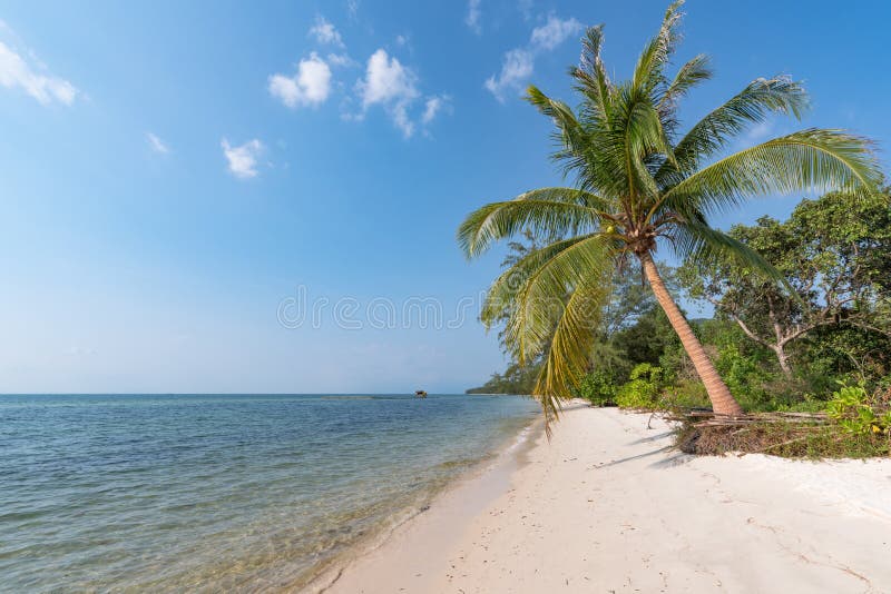 A palm trees on a beach turquoise tropical sea