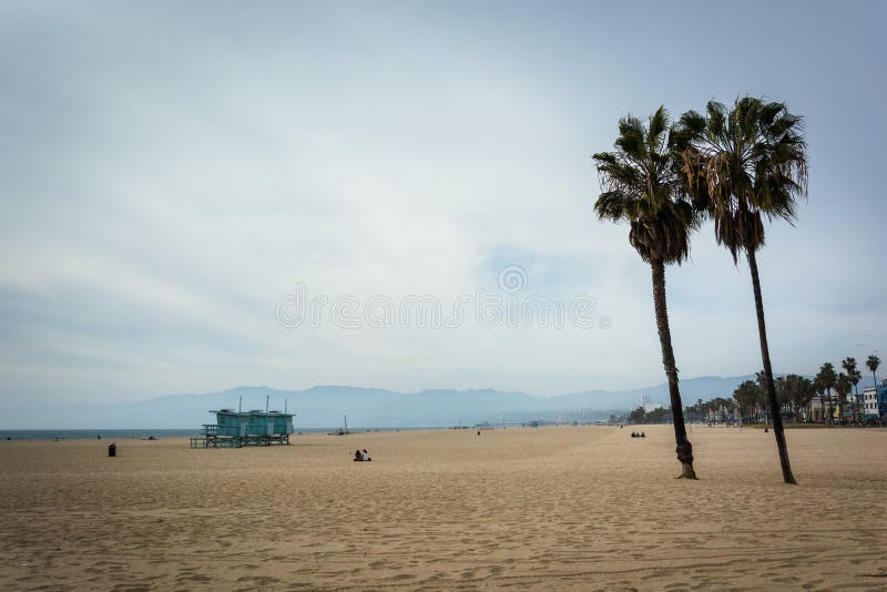 Palm Trees On Venice Beach In Los Angeles, California Stock Photo ...