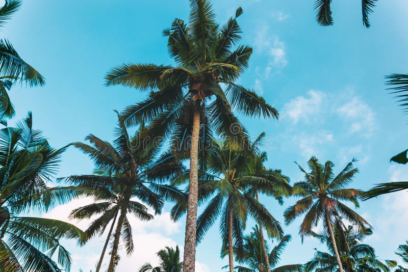 Palm Trees and Beatiful Cloudy Sky, Tropical Background Stock Image ...